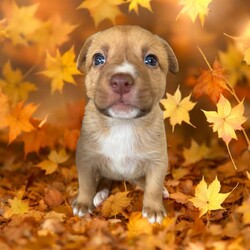 Adopt a dog:Echo/Mixed Breed/Female/Baby,THE FOLLOWING PET IS BEING FOSTERED NEAR FORT COLLINS, CO!

Meet Echo, one of the 9 sweet Platoon Litter puppies at our rescue with an inspiring story of resilience! Born on September 10th, Echo and her siblings were found in a homeless camp, being given away as tiny bottle babies. Thankfully, they made their way to us, and now Echo is thriving in her foster home in Fort Collins, CO. Despite her tough start, Echo is an affectionate and playful pup who adores attention. She’s always eager to be in the spotlight, soaking up all the love she can get!

Echo’s playful personality shines through, whether she’s chasing toys, wrestling with her siblings, or exploring new surroundings. But when the excitement settles down, she’s quick to cuddle up for some cozy snuggle time. This sweet girl is looking for a family that can provide her with plenty of love, care, and training as she grows.

If you’re looking for a loving, loyal companion who will brighten your days, Echo is ready to find her forever home. Could that be with you?

OUR DOGS ARE FOSTERED IN TEXAS OR COLORADO BUT AVAILABLE FOR ADOPTION AND TRANSPORT OUT OF STATE. Read below for more information.

All of our dogs are located in a foster home in Texas or Colorado. Our dogs are transported to a predetermined location agreed upon by the rescue. The adoption contract and fee are finalized prior to transport. As a Mutts N Such direct adoption, the adoption interview/meet and greet occurs on video call (Skype, FB Messenger call, Facetime, etc).

Our out of state adoption fee is $350 plus transport (varies by location). This fee includes all current vaccinations, deworming, a registered microchip, fecal analysis, spay/neuter for pets 6 months & older, and a heartworm test if over 6 months old. All dogs will be current on flea/heartworm prevention. A health exam will be completed and a certificate issued by a veterinarian within 10 days. If you are interested in adopting, please complete our application:

https://petstablished.com/adoption_form/57167/generic

Note: MNS reserves the right to deny any application that is deemed unsuitable for the animal. Please be aware that our animal adoptions are NOT on a first come- first serve basis. Our sole purpose is to find the best possible home for the animals that fall under our care.