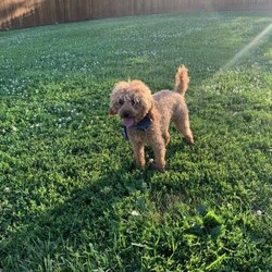 Sam/Forever									Puppy/Male	/7 Weeks,Sam is sweet cute and cuddly . Raised with lots of TLC and very well socialized he would make outstanding family pet and loveable little companion and he will go home with a bag of food and a toy We also do shipping 