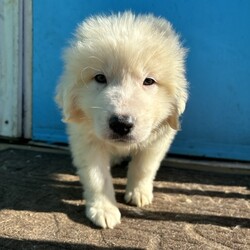 Adopt a dog:Ken/Great Pyrenees/Male/Baby,This beautiful baby is Ken, an 8 week old great pyrenees puppy who came to us with his sister, Barbie! These babies are incredibly cute, sweet, playful, and just fun puppies! They are the perfect age to begin life with a forever family, training and mastering household manners and soaking up all the love they can. Barbie and Ken are deserving of their very own dream house!

We promised Ken that the rest of his life, would be the best of his life. Could that be with you?

APPLY TO ADOPT: finalvictoryrescue.com *We are located in South Carolina and transport to the northeast weekly. We provide local or virtual meet-and-greets with an application on file.