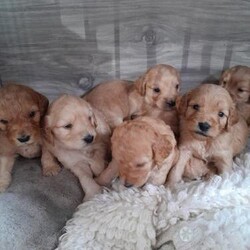 Beautiful litter of cockapoo puppy's/Cockapoo/Mixed Litter/4 weeks,5 boys 1 girl left they are nearly a week old very happy and healthy mums doing great with them looking after and feeding so well dad Murphy is in a full vet of health once seen required is a 250 non refundable deposit to keep the puppy yours untill paid complete on pick up day can be seen via my home or video on other sites and getting alot of attention I want the right home for these beautiful lot look forwards to hearing from you ready to leave 17th Nov gives time to prepare ect thank you ?? Will leave with a puppy bag microchip and all docs to each puppy