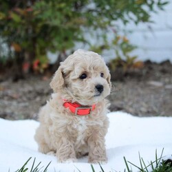 Tulip/Bich-Poo									Puppy/Female	/6 Weeks,Tulip is sweet cute and cuddly raised with lots of TLC and very well socialized.She would make outstanding family pet and loveable little companion.She will go home with a bag of food and a toy! We also do shipping