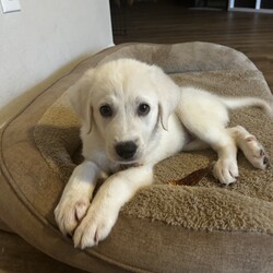 Adopt a dog:Sugar/Anatolian Shepherd/Female/Baby,Sugar is one of six siblings we brought in as an owner surrender. She is the last of the six siblings looking for her forever home. She is a sweet soul. Why she is still available is a surprise to us. She is 3/4 Anatolian Shepherd and 1/4 Great Pyrenees. She will be a large girl and have Livestock Guardian dog in their DNA. 

The adoption fee for this pet covers the cost of care and training which may have been for several weeks or several months depending on the health and training needs. The fee also covers all vet bills during this time to ensure his/her health is improved or maintained and provides you with assurance that this dog has been well cared for while in our possession and evaluated to meet your home's needs. Included in this fee is also life- long training support provided by PLAY! K9 Academy located in Bradenton, FL as well as Life time microchip registration. 

When you adopt from a local shelter, you may not receive any medical history for this dog nor will you receive any behavioral history. We hope you understand that the minimal adoption fee we are asking is to continue our mission to rescue unwanted herding and working breeds from shelters/owners and get them adopted to their forever home. 

PLAY! K9 Rescue will pay for the spay/neuter of this adopted dog. The spay/neuter must be done at a clinic or veterinarian's office approved by PLAY! K9 Rescue. If the adopter chooses to take the pet to their own veterinarian for the spay/neuter procedure, PLAY! K9 Rescue will refund the cost equivalent to an approved PLAY! K9 Rescue veterinarian or clinic.

All of our unaltered pets have a fully refundable deposit of $150.00 included within the adoption fee. Once the pet is altered at the appropriate time and proof supplied to our rescue, the adopter will be reimbursed $150.00. Our adoption contract explains this process in detail.