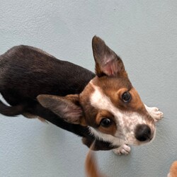 Adopt a dog:Rip/Australian Cattle Dog / Australian Kelpie/Male/2 Months,Hi there, I'm Rip! I'm a young, energetic Australian Cattle Dog. That means I'm full of life and ready for an active home where I can run and play. I would love a family who understands my breed and can help me channel my energy positively. I'm a social butterfly and get along with other dogs very well. I'd be thrilled to have a fur-sibling to romp around with! As for training, I'm a smart fella, so I need daily mental stimulation to keep me happy and content. I'm eager to learn all about life and would thrive with someone who has experience training dogs like me. I promise to be a quick learner! I'm looking for a family with older kids (12 years and up) who can handle my high energy levels. It would be great if my new family has average work hours, so I'm not left alone for too long. I haven't lived with other animals before, but I'm open to trying new things. In the end, what I crave most is love, companionship, and a place to call home. Will you be my forever family? Requirements: