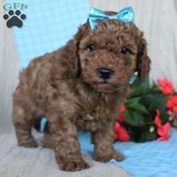 Braden/Mini Goldendoodle									Puppy/Male	/6 Weeks,Looking for a lovable Mini Goldendoodle baby with a gentle heart and playful spirit? You need to meed Braden! This little cutie is up to date on shorts and dewormer and vet checked! The mother Betty is a Mini Goldendoodle and the father Reno is a Mini Poodle. If you are searching for a well socialized puppy to snuggle and love contact us today!