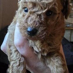 Beautiful toy poodle puppies/Toy poodle/Mixed Litter/4 weeks,5 beautiful happy toy poodles. 3 girls and 2 boys. All will be microchipped and have regular vet checks, wormed and flea'd before they go to their new homes. I will even supply a blanket with mums scent on as its a scary time for a new puppy off to a new home, they will also have there favourite toy and a few days worth of food.
They are already use to children and other dogs and the usual household noises.