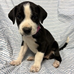 Adopt a dog:Poplar/Labrador Retriever/Female/Baby,This sweet little lady is Poplar! Poplar came to us with 7 of her siblings after her and his mom were found as a stray. These babies are now ready for their forever homes! Poplar was born approximately on 9/1/2024! These pups love toys, treats, and all food! They love to play with each other, but they also LOVE to snuggle with people after lots of playtime. These pups will need some training, as most puppies this age do, but they will repay you for your efforts with a lifetime of love!!

We promised Poplar that the rest of her life, would be the best of her life. Could that be with you?

APPLY TO ADOPT: finalvictoryrescue.com *We are located in South Carolina and transport to the northeast weekly. We provide local or virtual meet-and-greets with an application on file.