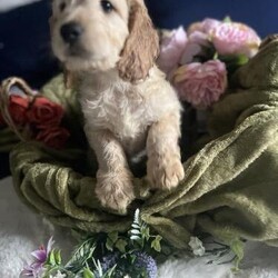 Adopt a dog:Beautiful f1 cockapoo for sale/Cockapoo/Mixed Litter/2 weeks,I have some absolutely beautiful cockapoo babies for sale mum can be seen with her babies. Mum is a cocker spaniel and dad is a mini poodle beautiful colours. Red and champagne./apricot will be very well socialised and will be used to the huddle and Bussel of a busy family home. Will be wormed and fleas to date. And microchipped. Deposit secures your baby. Xx and welcome to come see them as they grow deposit is non refundable, please no time waisters.