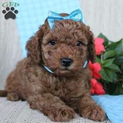 Braden/Mini Goldendoodle									Puppy/Male	/6 Weeks,Looking for a lovable Mini Goldendoodle baby with a gentle heart and playful spirit? You need to meed Braden! This little cutie is up to date on shorts and dewormer and vet checked! The mother Betty is a Mini Goldendoodle and the father Reno is a Mini Poodle. If you are searching for a well socialized puppy to snuggle and love contact us today!