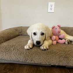 Adopt a dog:Sugar/Anatolian Shepherd/Female/Baby,Sugar is one of six siblings we brought in as an owner surrender. She is the last of the six siblings looking for her forever home. She is a sweet soul. Why she is still available is a surprise to us. She is 3/4 Anatolian Shepherd and 1/4 Great Pyrenees. She will be a large girl and have Livestock Guardian dog in their DNA. 

The adoption fee for this pet covers the cost of care and training which may have been for several weeks or several months depending on the health and training needs. The fee also covers all vet bills during this time to ensure his/her health is improved or maintained and provides you with assurance that this dog has been well cared for while in our possession and evaluated to meet your home's needs. Included in this fee is also life- long training support provided by PLAY! K9 Academy located in Bradenton, FL as well as Life time microchip registration. 

When you adopt from a local shelter, you may not receive any medical history for this dog nor will you receive any behavioral history. We hope you understand that the minimal adoption fee we are asking is to continue our mission to rescue unwanted herding and working breeds from shelters/owners and get them adopted to their forever home. 

PLAY! K9 Rescue will pay for the spay/neuter of this adopted dog. The spay/neuter must be done at a clinic or veterinarian's office approved by PLAY! K9 Rescue. If the adopter chooses to take the pet to their own veterinarian for the spay/neuter procedure, PLAY! K9 Rescue will refund the cost equivalent to an approved PLAY! K9 Rescue veterinarian or clinic.

All of our unaltered pets have a fully refundable deposit of $150.00 included within the adoption fee. Once the pet is altered at the appropriate time and proof supplied to our rescue, the adopter will be reimbursed $150.00. Our adoption contract explains this process in detail.