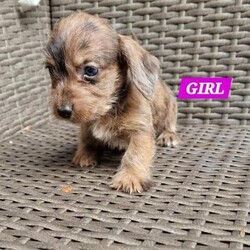 Rare Miniature Doxiepoo Puppies,Beautiful./Doxipoo/Mixed Litter/8 weeks,Beautiful Doxipoo Puppies, Mum is our Lovely Miniature Dachshund, And Dad is our Tiny Toy Poodle.3 Girls and 2 Boys,8 weeks old and ready for their new homes.Microchipped, Wormed and Flea treated