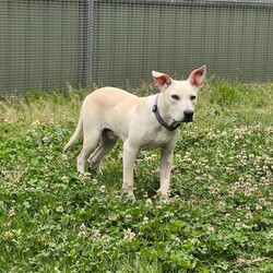 Adopt a dog:Alfie/American Staffordshire Terrier/Male/1 Year,Hi there! My name is Alfie, and I’m a lively 1 year old Staffordshire Bull Terrier with a heart full of love and a tail that never stops wagging. I’ve been in care for a little while, so I’m looking for an experienced owner who understands my needs. I’m a boisterous young guy, and I thrive on mental and physical stimulation. Daily walks, interactive playtime, and puzzle toys are my favorites! They keep my mind sharp and my energy levels balanced. I can get a bit over excited, so I need someone who can help me decompress and regulate my excitement. It would be ideal if there are no kids under 15 in my new home, as I need older children who are comfortable with dogs and can help me learn to calm down when I get a bit too hyped up.  I love meeting other dogs and usually show friendly social behaviors, but I can get a little frustrated if I can’t play with them right away or if they aren’t in the mood to play. So, it’s important for me to meet my furry friends gradually. With the right guidance and understanding, I know I can thrive and become the amazing companion I was meant to be. If you think you can help me on this journey, let’s meet up! Lots of love, Alfie xo -Experienced owner -No children under 15 -Must meet all dogs -Free vet consult