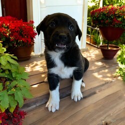 Adopt a dog:Pong/Mixed Breed/Male/Baby,THE FOLLOWING PET IS BEING FOSTERED NEAR FORT COLLINS, CO!

Meet Pong, one of the 9 playful Platoon Litter puppies at our rescue! Born on September 10th, Pong and his siblings were rescued from a homeless camp where they were being given away as tiny bottle babies. Now thriving in his foster home in Fort Collins, CO, Pong is ready to find his forever family.

Pong is a bundle of playful energy, always on the move and eager to explore the world around him. Whether he’s chasing after his favorite toys, running around with his siblings, or discovering new adventures, Pong’s curious and lively personality shines through. He loves toys and can spend hours playing and having fun, making him the perfect match for an active family who’s ready to join in on the excitement.

Pong is looking for a home that can keep up with his playful spirit, give him plenty of attention, and guide him as he grows. If you’re looking for an adventurous, toy-loving pup to bring joy and fun to your life, Pong might just be the perfect fit! Are you ready to welcome him into your family?

OUR DOGS ARE FOSTERED IN TEXAS OR COLORADO BUT AVAILABLE FOR ADOPTION AND TRANSPORT OUT OF STATE. Read below for more information.

All of our dogs are located in a foster home in Texas or Colorado. Our dogs are transported to a predetermined location agreed upon by the rescue. The adoption contract and fee are finalized prior to transport. As a Mutts N Such direct adoption, the adoption interview/meet and greet occurs on video call (Skype, FB Messenger call, Facetime, etc).

Our out of state adoption fee is $350 plus transport (varies by location). This fee includes all current vaccinations, deworming, a registered microchip, fecal analysis, spay/neuter for pets 6 months & older, and a heartworm test if over 6 months old. All dogs will be current on flea/heartworm prevention. A health exam will be completed and a certificate issued by a veterinarian within 10 days. If you are interested in adopting, please complete our application:

https://petstablished.com/adoption_form/57167/generic

Note: MNS reserves the right to deny any application that is deemed unsuitable for the animal. Please be aware that our animal adoptions are NOT on a first come- first serve basis. Our sole purpose is to find the best possible home for the animals that fall under our care.