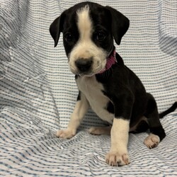 Adopt a dog:Poplar/Labrador Retriever/Female/Baby,This sweet little lady is Poplar! Poplar came to us with 7 of her siblings after her and his mom were found as a stray. These babies are now ready for their forever homes! Poplar was born approximately on 9/1/2024! These pups love toys, treats, and all food! They love to play with each other, but they also LOVE to snuggle with people after lots of playtime. These pups will need some training, as most puppies this age do, but they will repay you for your efforts with a lifetime of love!!

We promised Poplar that the rest of her life, would be the best of her life. Could that be with you?

APPLY TO ADOPT: finalvictoryrescue.com *We are located in South Carolina and transport to the northeast weekly. We provide local or virtual meet-and-greets with an application on file.