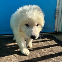 Adopt a dog:Ken/Great Pyrenees/Male/Baby,This beautiful baby is Ken, an 8 week old great pyrenees puppy who came to us with his sister, Barbie! These babies are incredibly cute, sweet, playful, and just fun puppies! They are the perfect age to begin life with a forever family, training and mastering household manners and soaking up all the love they can. Barbie and Ken are deserving of their very own dream house!

We promised Ken that the rest of his life, would be the best of his life. Could that be with you?

APPLY TO ADOPT: finalvictoryrescue.com *We are located in South Carolina and transport to the northeast weekly. We provide local or virtual meet-and-greets with an application on file.