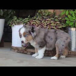 Sugar/Miniature Australian Shepherd									Puppy/Female	/11 Weeks,Meet Sugar, an adorable and lively AKC Australian Shepherd with a striking blue merle coat and bright, intelligent eyes. Her beauty is matched by her confident and cheerful personality, making her truly one-of-a-kind. Her friendly, outgoing nature lights up any room, and her enthusiasm is contagious. She’s growing up surrounded by love and receiving lots of attention, ensuring she’ll adapt smoothly to her new home. Her Mama, Candy is a sweet 18 lb Aussie with a heart of gold, while her dad, Dallas, is a 30 lb adventurous and intelligent Aussie. Sugar comes to her new family with a completed vet exam, up-to-date on vaccines and deworming, microchipped, and backed by a one-year genetic health guarantee. AKC registration paperwork is also included. For more information or to schedule a visit, call us anytime Monday through Saturday. -Wes & Karen Miller 