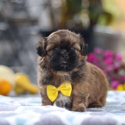 Colton/Shih Tzu									Puppy/Male	/6 Weeks,Meet Colton! He is an adorable AKC Shihtzu with a charming personality and a soft coat that’s perfect for cuddles! Shihtzus are known for their loving and devoted nature. They form strong bonds with their families and are often referred to as “lap dogs” due to their love for being close to their owners. This little guy enjoys playful activities, outdoor adventures, and cozy naps. His affectionate temperament will bring endless joy to his new family! 