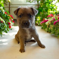 Adopt a dog:Bravo/Mixed Breed/Male/Baby,THE FOLLOWING PET IS BEING FOSTERED NEAR FORT COLLINS, CO!

Meet Bravo, one of the 9 adorable Platoon Litter puppies at our rescue! This brave and affectionate little guy, along with his siblings, came to us as tiny bottle babies after being found in a homeless camp where they were being given away. Born on September 10th, Bravo and his littermates have overcome a challenging start but are now thriving in their foster homes in Fort Collins, CO. Despite his rough beginnings, Bravo is full of sweetness with a playful, adventurous spirit. He loves his toys, enjoys exploring, and is always up for discovering new things with his boundless puppy energy.

Bravo isn’t just about playtime, though—he’s a snuggle enthusiast who adores curling up for cozy naps after a day of fun. His littermates share his playful nature, and together, the 9 Platoon Litter puppies are growing healthy and strong, each with their own unique personality. These pups are looking for families who can give them the love, attention, and training they need to grow into the best dogs they can be.

If you're looking for a loyal, adventurous, and loving companion, one of our 9 Platoon Litter pups like Bravo could be the perfect fit. Are you ready to give him or one of his siblings their forever home?

OUR DOGS ARE FOSTERED IN TEXAS OR COLORADO BUT AVAILABLE FOR ADOPTION AND TRANSPORT OUT OF STATE. Read below for more information.

All of our dogs are located in a foster home in Texas or Colorado. Our dogs are transported to a predetermined location agreed upon by the rescue. The adoption contract and fee are finalized prior to transport. As a Mutts N Such direct adoption, the adoption interview/meet and greet occurs on video call (Skype, FB Messenger call, Facetime, etc).

Our out of state adoption fee is $350 plus transport (varies by location). This fee includes all current vaccinations, deworming, a registered microchip, fecal analysis, spay/neuter for pets 6 months & older, and a heartworm test if over 6 months old. All dogs will be current on flea/heartworm prevention. A health exam will be completed and a certificate issued by a veterinarian within 10 days. If you are interested in adopting, please complete our application:

https://petstablished.com/adoption_form/57167/generic

Note: MNS reserves the right to deny any application that is deemed unsuitable for the animal. Please be aware that our animal adoptions are NOT on a first come- first serve basis. Our sole purpose is to find the best possible home for the animals that fall under our care.