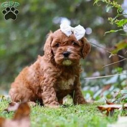 Alice/Cockapoo									Puppy/Female	/7 Weeks,Introducing Alice, an adorable Cockapoo girl with a sweet and playful spirit! Her soft, wavy coat is perfect for cozy snuggles, and her sweet nature makes her the perfect addition to any family. She enjoys playing, exploring, and curling up for cuddles after a fun day of adventures. With her loving and playful nature, she has the ability to brighten even the simplest moments. Raised with lots of attention and care, she’s well-socialized, making her both adaptable and affectionate. Her early experiences are helping her grow into a confident and intelligent pup!