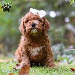 Alice/Cockapoo									Puppy/Female	/7 Weeks,Introducing Alice, an adorable Cockapoo girl with a sweet and playful spirit! Her soft, wavy coat is perfect for cozy snuggles, and her sweet nature makes her the perfect addition to any family. She enjoys playing, exploring, and curling up for cuddles after a fun day of adventures. With her loving and playful nature, she has the ability to brighten even the simplest moments. Raised with lots of attention and care, she’s well-socialized, making her both adaptable and affectionate. Her early experiences are helping her grow into a confident and intelligent pup!