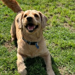 Adopt a dog:Flash/Poodle (Standard)/Male/3 Years 6 Months,Hi! I'm Flash! I'm a super cute poodle cross who is on the search for a new home! I'm a very timid man and will need a quiet home where people can build up my confidence and let me flourish as the sweet and friendly man we know I can be! I'm a medium energy dog, I'm carrying a couple of extra pounds and expect to show a more playful and exuberant side as I settle in and slim down. I love my people, but need a calm and quiet house, so I will need an adult only home to provide me with a nice predicable home life. I will also need to be the only dog in the home, however I might be suitable for cats or other pets if given my own space. I have a real fondness for toys and cream cheese! Requirements: Flash is such a sweet and lovely boy, and we're sure he'll be very popular! We're looking for the perfect home for him, if you think that's you please apply for him through Exceptional Owners! **If you are interested is giving this wonderful pet a home please visit our website and complete an expression of interest  Love and puppy kisses, Flash!