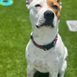 Adopt a dog:Coco/American Staffordshire Terrier/Female/1 Year 2 Months,Hello, I'm Coco, a sweet and energetic adult female Staffy! I’m looking for my forever home where I can thrive with love, attention, and some new adventures. I came into the shelter with another dog, and we still enjoy our walks together, so I’d love to meet any potential doggy siblings. I can get a little anxious when I’m left alone, and in my previous home. I’m happiest when I’ve got company, so I’d love a home where you’re around more often than not! I’m still working on being calm during alone time, so I’d appreciate a family who can help me feel safe and settled. Because I’m a bit boisterous and can get a little frantic at times, I’d be best suited to a home without young children. Older kids, over the age of 12, would probably be more comfortable with my energy and are more likely to understand how to interact with me properly. I can’t wait to find a loving home where I can be my true self. If you think we’d be a perfect match, come and meet me! Requirements: