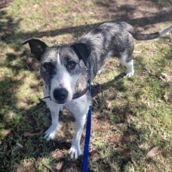 Adopt a dog:Alice/Irish Wolfhound/Female/2 Years 1 Month,Hello there! My name is Alice and I am a charming Wolfhound lady. I have a moderate energy level which means I love both playtime and relaxation. I'm also a smart cookie, so I need a family who can help me learn about life every day. I promise, our training sessions will be fun!  I would prefer a home where I can be the star, which means I'd love to be your only pet. I can't wait to be your loyal companion, we'll have so many adventures together! I'd do best in a home where someone works average hours so I won't be alone too much. I'm looking for a family with kids aged 12 and up, someone who can understand my needs and shower me with love. I promise to return the love tenfold! Let's make unforgettable memories together. Can't wait to meet you! Love, Alice xx Requirements: