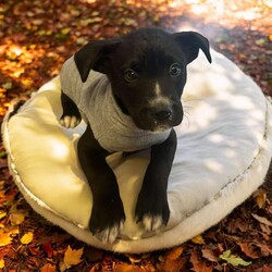 Adopt a dog:Snickers/Husky/Male/Baby,THE FOLLOWING PET IS BEING FOSTERED NEAR FORT COLLINS, CO!

Meet Snickers—The Sweetest Halloween Treat!

Just in time for Halloween, Snickers from the Candy Litter is here to sweeten your life! Born in mid-August 2024, Snickers’ story began with a heartbreaking start. After two mama dogs gave birth to 16 puppies, tragedy struck when both were intentionally poisoned while nursing. Sadly, one mama passed away, and though the other survived, she was too weak to care for her puppies. Thanks to the teamwork of multiple rescues, Snickers and his littermates were brought in as bottle babies and lovingly nursed back to health.

Now, Snickers is thriving and ready to find a forever family to give him the best life possible! He’s full of energy, chasing toys like he’s hunting for Halloween candy, but when playtime’s over, he’s always ready to snuggle up for some cozy cuddle time. Snickers is playful, sweet, and affectionate—he’s all treats and no tricks!

Currently being fostered in Fort Collins, CO, Snickers is eager to meet a family who will shower him with love and care. If you’re looking for a pup sweeter than any Halloween candy, Snickers is ready to be your perfect match! Could you be the one to give him his happily ever after?

OUR DOGS ARE FOSTERED IN TEXAS OR COLORADO BUT AVAILABLE FOR ADOPTION AND TRANSPORT OUT OF STATE. Read below for more information.

All of our dogs are located in a foster home in Texas or Colorado. Our dogs are transported to a predetermined location agreed upon by the rescue. The adoption contract and fee are finalized prior to transport. As a Mutts N Such direct adoption, the adoption interview/meet and greet occurs on video call (Skype, FB Messenger call, Facetime, etc.).

Our adoption fee is $350, plus transport (varies by location) if animal needs to be transported out of state. This fee includes all current vaccinations, deworming, a registered microchip, fecal analysis, spay/neuter for pets 6 months & older, and a heartworm test if over 6 months old. All dogs will be current on flea/heartworm prevention. A health exam will be completed and a certificate issued by a veterinarian within 10 days of departure for out of state adoptions.  

If you are interested in adopting, please complete our application:

https://petstablished.com/adoption_form/57167/generic

Note: MNS reserves the right to deny any application that is deemed unsuitable for the animal. Please be aware that our animal adoptions are NOT on a first come- first serve basis. Our sole purpose is to find the best possible home for the animals that fall under our care.