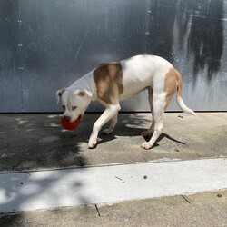 Tilly/American Bulldog/Female/3 Years 11 Months,Hello there – I'm Tilly I came into the shelter through no fault of my own and, although I love all the staff here, I'm ready for my own home and my own special people. Is that you? I sure hope so 