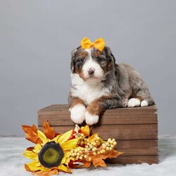 Bandit/Mini Bernedoodle									Puppy/Male	/5 Weeks,This sweet Mini Bernedoodle is looking for his forever home! Raised in a loving family environment, he’s full of joy and ready to bring lots of cuddles and fun to his new family. His parents are genetically tested clear, giving you peace of mind about his health.