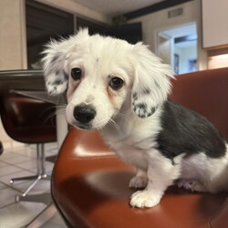 Coconut/Spaniel/Male/Baby