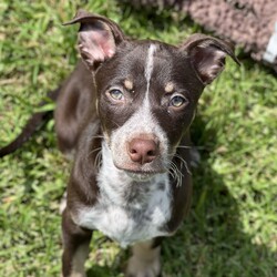 Adopt a dog:Linnea/Australian Kelpie/Female/2 Months,Hi there! My name is Linnea, and I’m an 11-week-old Kelpie with a big personality and even bigger dreams! I came into the shelter with my mom and siblings when I was just a tiny pup of 7 days old, and now I’m ready to find my forever home! I’m all about fun and games—playtime is my favorite! I’m sassy, spirited, and full of energy, which means I need a home where I can keep busy and explore. I would love a family that understands my breed and knows how to keep my curious mind engaged. I thrive on positive reinforcement training (who doesn’t love treats and praise?), so I can learn all the awesome tricks and manners to impress you! If you have another dog, I would love to go home with a dog who can show me the ropes and keep up with my playful antics! It’s important to me that my new furry friends are energetic and fun-loving like me. I want to learn from them and play to my heart’s content – but its important that we can both rest. As I need 18-20 hours sleep a day to grow to my hearts content.  One thing to keep in mind: I can’t go home with kids under 6. I want to make sure we can all play safely, and I need my space to grow and learn. I do need indoor/outdoor access so I can stretch my legs and explore the world around me—there’s so much to sniff and see! If you’re looking for a playful partner who’s ready to bring joy and a little sass into your life, I’m your girl! Let’s have some fun together and create amazing memories. Can’t wait to meet you!  Home requirements: If you think that your home would be a good fit please fill out an application online at   and the team at BARC will be in touch to arrange a meet and greet.