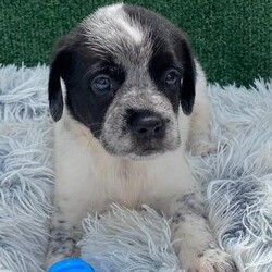 Adopt a dog:Ryder/German Wirehaired Pointer/Male/Baby,Puppy Alert!  Ryder is 6 weeks old, and we expect him to be about 35 lbs fully grown.  He is the sweetest of his litter, calm and a little goofy.    

Ryder's Mom, Aura, was rescued from a desolate area in the forest where she was dumped after being someone's pet.  She was very lucky to be found as there are no food sources where she was left.  A friend of our rescue brought her to us and agreed to foster while we looked for a home.  Aura was obviously pregnant when she arrived, so we waited for babies and were not disappointed!.  

Ryder is an outgoing, happy typical puppy and wants nothing more than to snuggle with our workers and play with his friends.  He will do well as an only pup or an addition to a home with a doggy present already.  He is great with other dogs, cats and kids.  

Our rescue is in Puerto Rico.  We have over 600,000 roaming dogs on island at any given time, so we are looking for a home in the states.  These puppies will be ready to fly any time after December 30, 2024.  We are busy getting them fully vaccinated, microchipped, spayed/neutered and socialized so they can come to their families happy and healthy.  Once adopted, we will fly them to an airport near you for pick up.  We take care of the cost of flying your pup to you.   

If you are interested in our baby, please fill out an application and we will reach out to chat and get you approved.  

https://www.theluvingpawsfoundation.org/adoption-applicatio