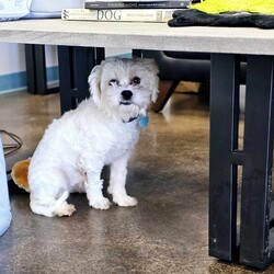 Adopt a dog:Newman/Maltese/Male/Adult,Newman is a small, sweet boy with a gentle and playful demeanor. He loves to collect toys and sit in his bed with them. 
He likes attention but is happy to be independent in his spot with his toys.