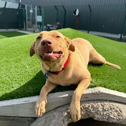 Adopt a dog:Callie/Labrador Retriever / American Staffordshire Terrier/Female/1 Year,Hi there! I’m Callie, a spirited young Lab X with a heart full of love and big feelings about life. I will need an experienced owner who will understand that I can be quite the bundle of energy, especially when I meet new people and doggies. I thrive on mental and physical activities, so I’ll need someone who can keep up with my playful spirit and help me learn how to regulate my excitement.  I can be a little shy around unfamiliar people at first, so it’s important that I meet all family members gradually. I promise I warm up once I feel comfortable, and I appreciate gentle handling while I get to know everyone and with lots of yummy treats! When it comes to other dogs, I get a bit overexcited if they barks at me first, but I really do love making new friends! If you help me meet new dogs in a calm manner, I’ll show you my best social side! I’d love it if you could be home more often when I first arrive in your home; it’ll help me adjust to my new surroundings and get settled in. With your guidance, I can learn to decompress and enjoy the world around me. If you’re looking for a sweet, endearing companion who just needs a little patience and understanding, I might just be the perfect match for you! Lots of love, Callie xo -Experienced owner -Must meet all family -No children under 15 -Must meet all dogs  -Someone home moreoften than not