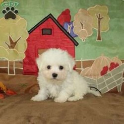 Wonder/Bichon Frise									Puppy/Female	/9 Weeks,Say hello to this ACA registerable Bichon Frise puppy who is started on potty training and crate training.  This little social butterfly will not have any health issues that will adversely affect their health because both parents are DNA Tested to be sure they don’t pass on any health issues. Each pup in this litter is up to date on shots and dewormer and vet checked! We offer the option for microchipping and a 1 Year Genetic Health Guarantee! The mother Taylor is a 10lb Bichon who loves attention and the sire Gordy weighs 10lbs and is very smart. If you are looking for a well socialized little Bichon to snuggle and love contact us today! 