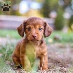 Kane/Dachshund									Puppy/Male	/7 Weeks,Meet Kane! He is an incredibly sweet and loveable AKC registered Miniature Dachshund puppy. He loves if someone spends time to play with him or gives him belly rubs. Dachshunds make wonderful family pets, they are known for their lively and courageous nature, they are often described as intelligent, curious and independent dogs. We hope to find a family that will love Kane as much as we do!