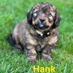 Adopt a dog:Hank/Cattle Dog/Male/Baby,Meet Hank!

Hank is an adorable 8-week-old Heeler/Poodle mix who weighs in at a cuddly 7 pounds. This sweet and chunky little guy absolutely loves being held and snuggled. He’s the perfect puppy for anyone looking for a gentle, affectionate companion. Hank is ready to find his forever family!

These puppies are extremely friendly with both kids and adults and absolutely love to be picked up and snuggled. They’ve received age-appropriate vaccinations and are ready for their foster-to-adopt forever families. While they’ve been around other dogs, they haven’t been exposed to cats yet. Each puppy has its own unique personality, so come meet them and find your perfect match! If you are interested in one of these sweet puppies, please submit an adoption application through the link below.

https://lebanonhumane.org/dog-adoption-application/

We require foster-to-adopters to bring their puppy back for scheduled booster vaccine appointments as well as the spay/neuter surgery once they are of age.

Disclaimer: These adorable pups currently reside in a temporary foster home, and are not viewable at the shelter until their meet and greet.

Join us for a meet-and-greet this Sunday, October 27th from 2-4 PM at the shelter! Don’t miss the chance to play and cuddle with these adorable pups!