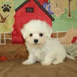 Wonder/Bichon Frise									Puppy/Female	/9 Weeks,Say hello to this ACA registerable Bichon Frise puppy who is started on potty training and crate training.  This little social butterfly will not have any health issues that will adversely affect their health because both parents are DNA Tested to be sure they don’t pass on any health issues. Each pup in this litter is up to date on shots and dewormer and vet checked! We offer the option for microchipping and a 1 Year Genetic Health Guarantee! The mother Taylor is a 10lb Bichon who loves attention and the sire Gordy weighs 10lbs and is very smart. If you are looking for a well socialized little Bichon to snuggle and love contact us today! 