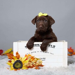 Crystal/Chocolate Labrador Retriever									Puppy/Female	/8 Weeks,Meet Crystal, a sweet and friendly Labrador Retriever who’s ready to become a part of your family! Raised with lots of love, Crystal is a wonderful companion who adores people and enjoys being around children. She’s vet checked, microchipped, and up to date on her vaccines and dewormer, so she’s all set for her new home. Crystal is always up for an adventure or just a cozy cuddle. If you’re looking for a loyal friend who will fill your home with joy, Crystal is the perfect match. Come meet her today and make her a part of your family!