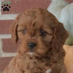 Daisy/Cavapoo									Puppy/Female	/August 28th, 2024,Meet Daisy, a socialized Cavapoo puppy that is being family raised with children. This cute pooch is vet checked and up to date on shots & wormer plus the breeder provides a 30 day health guarantee for her. And, both of her parents are available to visit with. To learn more about this spunky gal, call the breeder today!