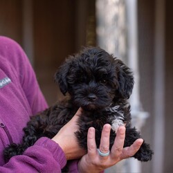 Adopt a dog:Hansel/Yorkie Poo/Male/Baby,hi Hansel,

this tiny fluff is a 2 month-old yorkie /poodle mix. He was surrendered to our care from a commercial breeder in Lancaster as they did not think he would sell. 

Hansel is the sweetest, loveliest little guy. As a typical puppy, he loves everyone and especially enjoys snuggling with our volunteers. He would like a home with another social, smaller dog or where someone is home a lot (e.g. work from home arrangement) so he wouldn't be alone. 

At this age, puppy classes will be very important. 

He would need to meet any resident dogs. 

Hansel will come neutered, with age-appropriate vaccines, microchipped and 4dx tested. Hansel could not be sold because he was born with a front limb deformity that has left him with a little stump. At this time it does not require any additional care. 

If you are serious about adoption, please fill out an adoption application on our website www.phoenixanimalrescue.com Her adoption fee is $500.

Phoenix Animal Rescue
Chester Springs, Pa
Kennel License #5152