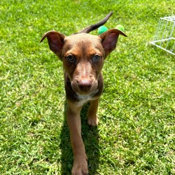 Adopt a dog:Gunnar/Australian Kelpie/Male/2 Months,Hi there! I’m Gunnar, an adorable 11-week-old Kelpie, and I’m searching for my forever home. I came to the shelter with my mom and siblings when I was just 7 days old, and while I’ve loved my time here, I’m ready for a place where I can truly shine! I’ve got a gentle heart and a curious spirit, but I can be a bit shy and nervous, especially around big dogs. I’m the kind of pup who prefers a calm atmosphere—loud noises and too much excitement can be a bit overwhelming for me. That’s why it’s super important to meet any furry siblings before I join your family! I’d do best with a calm adult dog who can help me feel safe and show me the ropes. I need someone who really understands my breed—Kelpies are smart and active, and I want to learn all the things! Positive reinforcement training is a must; I’m eager to soak up knowledge and grow into the best version of myself. Access to both indoor and outdoor spaces is essential, as I love to explore at my own pace and sniff out all the new sights and smells! Since I’m still a bit sensitive, I can’t go home with kids under 12. If you’re an experienced Kelpie lover and can provide a nurturing, quiet environment, I’d be over the moon to meet you! Together, we can embark on some amazing adventures and create wonderful memories. I can’t wait to find my special person! Requirements:  If you think that your home would be a good fit please fill out an application online at   and the team at BARC will be in touch to arrange a meet and greet.