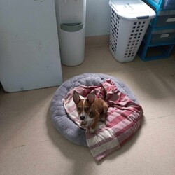 Adopt a dog:Tex/Australian Cattle Dog / Australian Kelpie/Male/3 Months,Hi there! I’m Tex, a sweet 3 month old Cattle x ready to find my forever family. I haven’t had the best start to life, but I’m full of love and ready to thrive! I’m playful, curious, and eager to learn – positive reinforcement training is my favourite way to bond. I’d do best in an active household with a yard or access to open spaces, and ideally as the only animal in the home, so I can have your full attention! Being a working breed, I would do best with lots of mental stimulation and exercise, as well as opportunities for down time on my own. Ideally a home with indoor/outdoor access would be fantastic, so I have many options for play and rest! I would love my new home to be nice and peaceful with not too many people coming in and out of the home. It would also be great if my new family had prior experience with dog behaviour and are able to understand why I do the things that I do. I respond best to positive training so I can learn in a nice and fun way at my own pace! If you think that your home would be a good fit please fill out an application online at   or call 0477 064 192 and the team at BARC will be in touch to arrange a meet and greet. Love, Tex x Requirements: