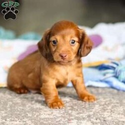 Kane/Dachshund									Puppy/Male	/7 Weeks,Meet Kane! He is an incredibly sweet and loveable AKC registered Miniature Dachshund puppy. He loves if someone spends time to play with him or gives him belly rubs. Dachshunds make wonderful family pets, they are known for their lively and courageous nature, they are often described as intelligent, curious and independent dogs. We hope to find a family that will love Kane as much as we do!