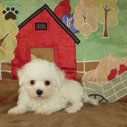 Wonder/Bichon Frise									Puppy/Female	/9 Weeks,Say hello to this ACA registerable Bichon Frise puppy who is started on potty training and crate training.  This little social butterfly will not have any health issues that will adversely affect their health because both parents are DNA Tested to be sure they don’t pass on any health issues. Each pup in this litter is up to date on shots and dewormer and vet checked! We offer the option for microchipping and a 1 Year Genetic Health Guarantee! The mother Taylor is a 10lb Bichon who loves attention and the sire Gordy weighs 10lbs and is very smart. If you are looking for a well socialized little Bichon to snuggle and love contact us today! 