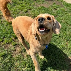 Adopt a dog:Flash/Poodle (Standard)/Male/3 Years 6 Months,Hi! I'm Flash! I'm a super cute poodle cross who is on the search for a new home! I'm a very timid man and will need a quiet home where people can build up my confidence and let me flourish as the sweet and friendly man we know I can be! I'm a medium energy dog, I'm carrying a couple of extra pounds and expect to show a more playful and exuberant side as I settle in and slim down. I love my people, but need a calm and quiet house, so I will need an adult only home to provide me with a nice predicable home life. I will also need to be the only dog in the home, however I might be suitable for cats or other pets if given my own space. I have a real fondness for toys and cream cheese! Requirements: Flash is such a sweet and lovely boy, and we're sure he'll be very popular! We're looking for the perfect home for him, if you think that's you please apply for him through Exceptional Owners! **If you are interested is giving this wonderful pet a home please visit our website and complete an expression of interest  Love and puppy kisses, Flash!