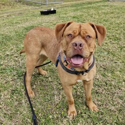 Adopt a dog:Pudge/Dogue de Bordeaux/Female/1 Year 11 Months,Hello there, my name is Pudge! I'm a gorgeous girl looking for my new home!  I'd suit a quieter home with experienced owners who know a bit about my Dogue De Bordeaux Breed. I would love to be included as part of the family, coming inside at times but mainly loving the great outdoors in my own secure backyard with secure 6ft Colorbond fencing to help keep me safe at home. I would be best suited to a home with no small animals, like cats/birds/pocket pets, as I may accidentally chase them. Any children in the home will need to be over 12 years of age and confident around dogs. There is still much to learn about this big, beautiful world. I would benefit from ongoing positive reinforcement training to help me be the best dog I can be! Training takes time, practice and patience, along with lots of love and yummy treats which is all I will ask from you. I know sometimes you have to go out, if you leave me with some fun toys, yum treats, fresh water bowl and a sheltered, snuggly bed, I should be safe and happy until you get home. I would benefit from daily enrichment and interactive feeders to help keep my mind and body active. I get along well with other dogs of a calm, playful and friendly nature, so if you have another dog at home, please bring them in to meet me to make sure we will be friends. Dog parks or off-leash areas are not ideal for me as there may be rude dogs who would rush up to me, and what I really need is a little bit of space to figure them out and build my confidence, before becoming friends. If I sound like the gorgeous girl for you, please come in to meet me. -Level 2 ART Adoption -Quiet Home -Experienced owner -Breed Knowledge -Outdoors Mainly- Must have secure outdoor access -Secure 6ft Colorbond fencing -No small animals (cats, pocket pets, birds, fowl)