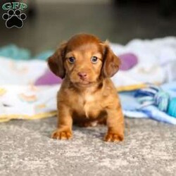 Kane/Dachshund									Puppy/Male	/7 Weeks,Meet Kane! He is an incredibly sweet and loveable AKC registered Miniature Dachshund puppy. He loves if someone spends time to play with him or gives him belly rubs. Dachshunds make wonderful family pets, they are known for their lively and courageous nature, they are often described as intelligent, curious and independent dogs. We hope to find a family that will love Kane as much as we do!