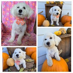 Adopt a dog:Glinda/West Highland White Terrier / Westie/Female/Baby,Please contact Sheryl with OAKDALE TINY PAWS RESCUE, text+1 (209) 606-3640 or email at tinypawsoakdale@gmail.com, Glinda is being fostered in Oakdale

Hello, my name is Glinda, my sister and I are part of the Wizard of Oz litter.  I’m very playful and love my toys. I’m very social and outgoing, I get along great with my foster mom’s dogs, and I’m good with kids.  I’ve not been around cats, but should do okay if you gently introduce them to me. My dad is an AKC Westie and my mom is a Maltese mix. I’m about six months old and weigh 12 pounds. Glinda is spayed, microchipped, and is up to date on her vaccines including rabies. If you are interested in meeting this sweet pup, please text or email Sheryl at the above contact information

PRE-SCREENING, APPLICATION, VET REFERENCES & FENCED YARD REQUIRED. SERIOUS INQUIRIES ONLY! YOU WILL GET THE BEST OUT OF YOUR NEW FURRY FAMILY MEMBER BY GIVING THEM LOVE AND TRAINING