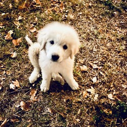 Adopt a dog:Hannah (GP Puppies)/Great Pyrenees/Female/Baby,RTH minimum adoption age is 25 years old.

APPLICATION REQUIRED (CUT & PASTE THIS LINK)
https://www.shelterluv.com/matchme/adopt/RTH-A-253

Date of Birth: 07/08/2024
Location: Currently located in Conroe, Texas. The cost of transport to an approved adopter is included in the adoption fee.

This beautiful girl, Hannah is part of yet another accidental unwanted litter in east Texas.  Hannah is a all the things great about puppies, too cute, playful, full of puppy antics and just a sweet friendly girl.  Hannah is good with kids and dogs.  we are sure she would be good with cats as well with proper introductions. 


**Note - RTH enforces a strict spay/neuter policy. All pets adopted from RTH must be spay/neutered. An additional spay/neuter deposit applies to all pets that are adopted prior to being altered.